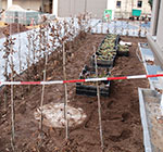 Vegetation: Weg und Pflanzung / Beet